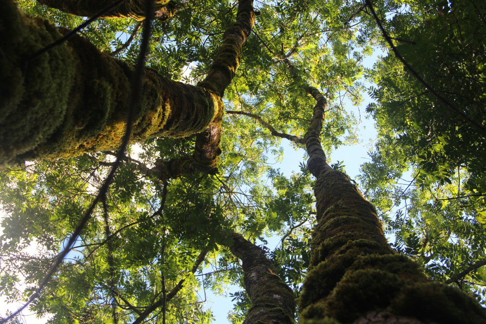 arbre